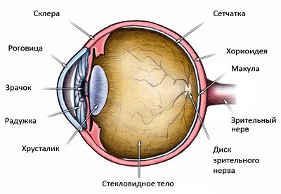 stroenie-glaza